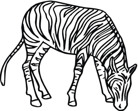 Dibujo de Cebra Pastando para colorear | Dibujos para colorear ...