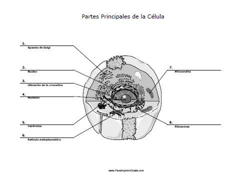 Dibujo de la celula animal y sus partes para colorear - Imagui