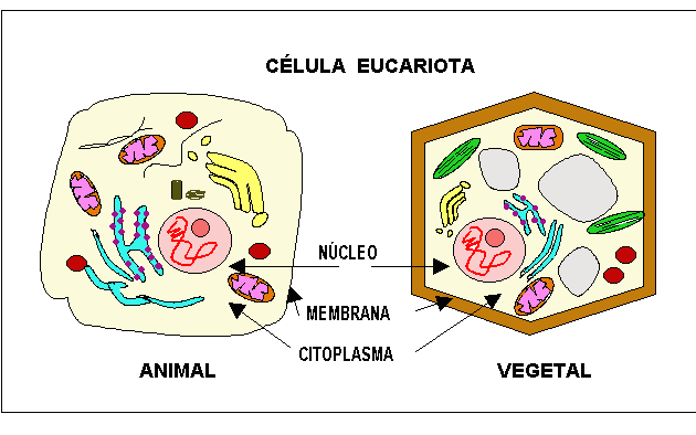 dibujo de la celula animal y vegetal | Ver peliculas Online Gratis ... dibujo de la celula animal y vegetal | Ver peliculas Online Gratis ...