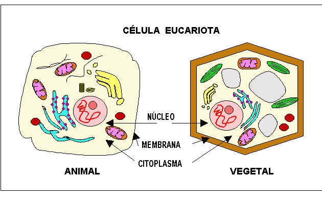 dibujo de la celula animal y vegetal | Ver peliculas Online Gratis ...