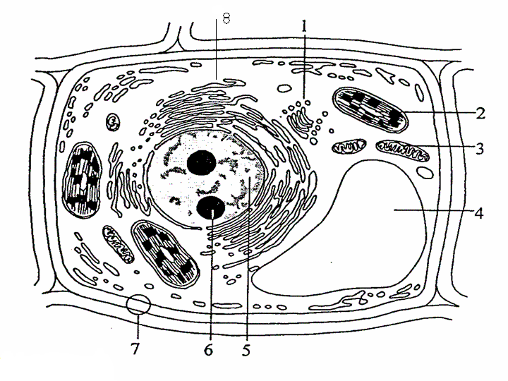 dibujo celula vegetal para colorear dibujos y Car Pictures