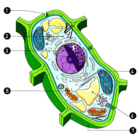 Free coloring pages of célula vegetal