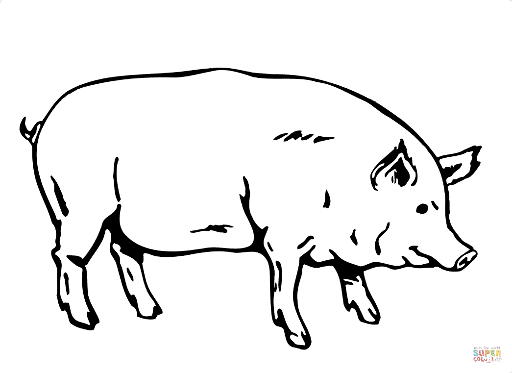 Dibujo de Gran Cerdo para colorear | Dibujos para colorear ... Dibujo de Gran Cerdo para colorear | Dibujos para colorear ...
