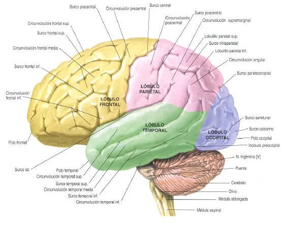 Dibujo sobre un cerebro facil con sus parte - Imagui