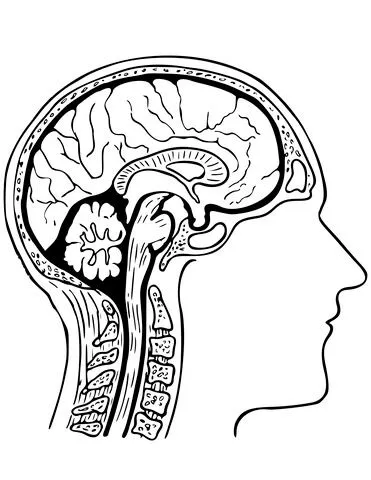 Dibujo de Cerebro Humano para colorear | Dibujos para colorear ...