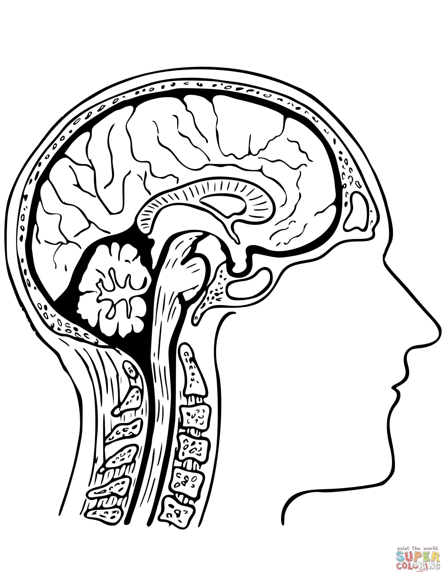 Dibujo de Cerebro Humano para colorear | Dibujos para colorear ... Dibujo de Cerebro Humano para colorear | Dibujos para colorear ...