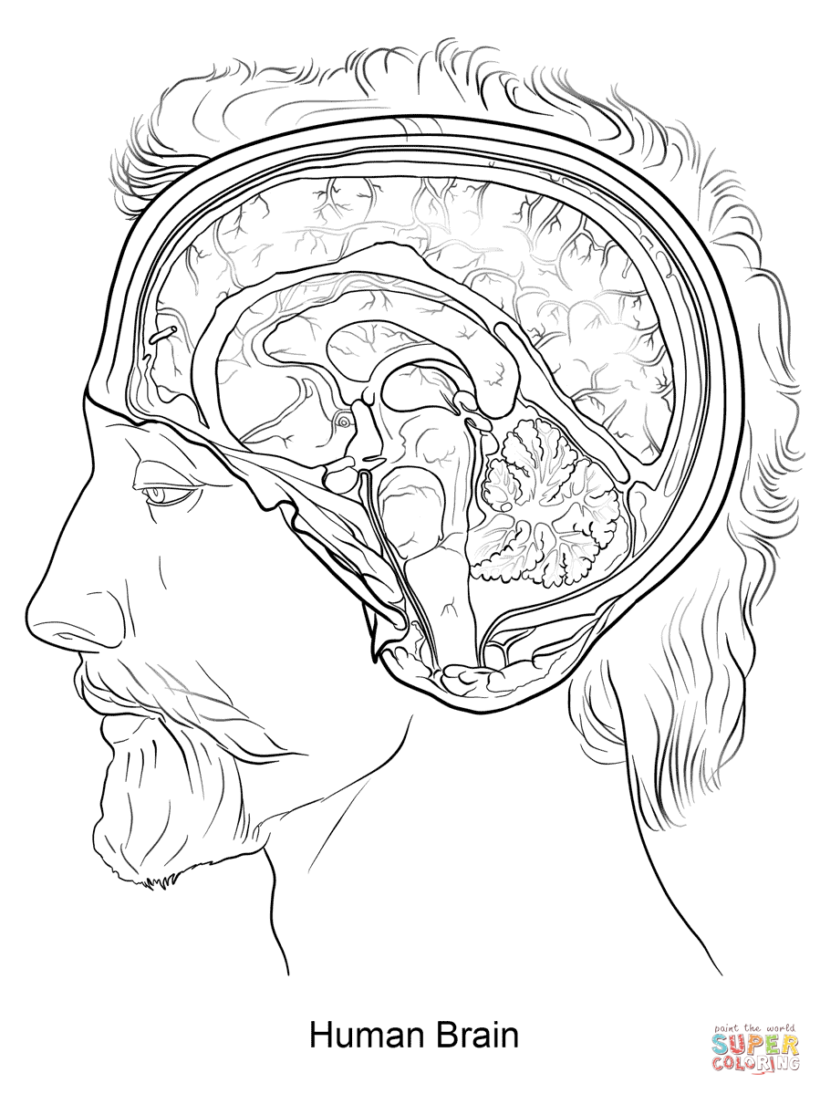 Dibujo de El Cerebro Humano para colorear | Dibujos para colorear ... Dibujo de El Cerebro Humano para colorear | Dibujos para colorear ...