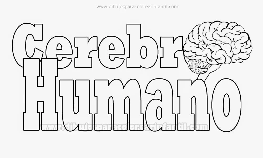 Dibujo del Cerebro Humano para colorear - Laminas ~ Dibujos para ... Dibujo del Cerebro Humano para colorear - Laminas ~ Dibujos para ...