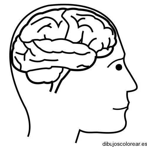 Dibujo de un cerebro humano | Dibujos para Colorear Dibujo de un cerebro humano | Dibujos para Colorear