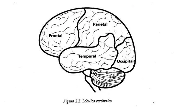 Dibujos para colorear el cerebro - Imagui