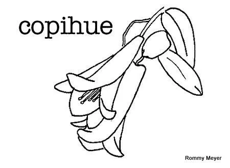 Dibujo de chile para colorear - Imagui