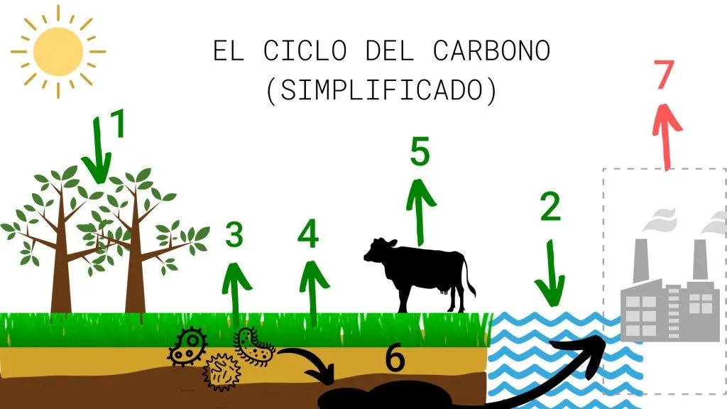 El dibujo del ciclo del carbono 