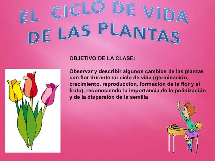Dibujo del ciclo de la vida de las plantas - Imagui