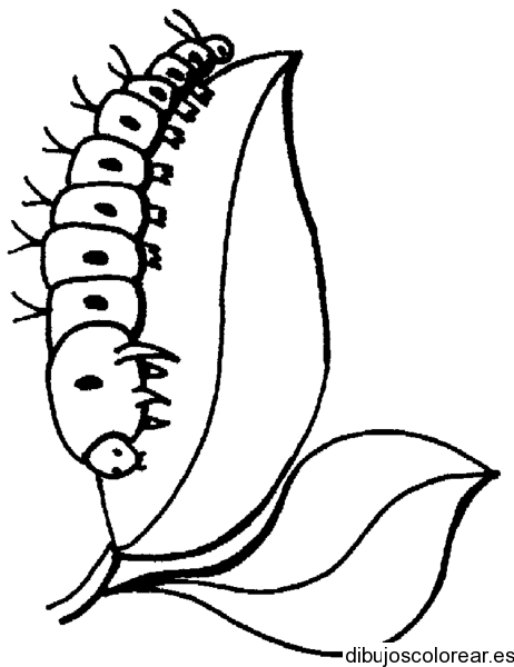 Dibujo de un ciempiés | Dibujos para Colorear
