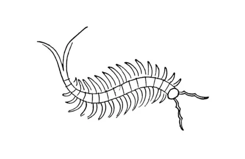 Dibujo de Un Cienpiés para colorear | Dibujos para colorear ...