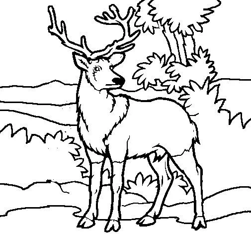 Dibujo de Ciervo adulto para Colorear - Dibujos.net