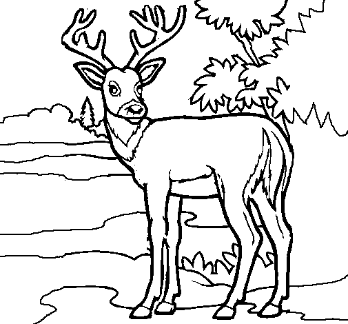 Dibujo de Ciervo joven para Colorear - Dibujos.net Dibujo de Ciervo joven para Colorear - Dibujos.net