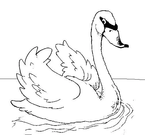 Dibujo de Cisne en el agua para Colorear - Dibujos.net Dibujo de Cisne en el agua para Colorear - Dibujos.net