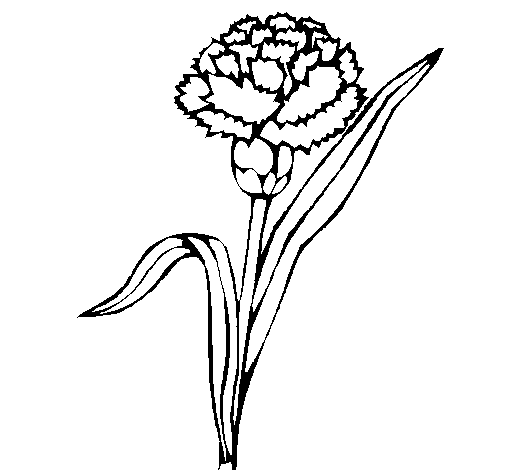 Dibujo de Clavel para Colorear - Dibujos.net Dibujo de Clavel para Colorear - Dibujos.net