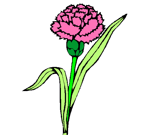 Dibujo de Clavel pintado por Omaira en Dibujos.net el día 04-11-10 ... Dibujo de Clavel pintado por Omaira en Dibujos.net el día 04-11-10 ...