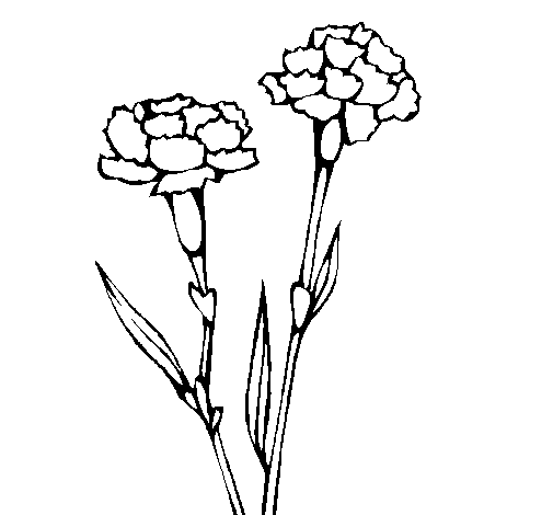 Dibujo de Claveles para Colorear - Dibujos.net Dibujo de Claveles para Colorear - Dibujos.net