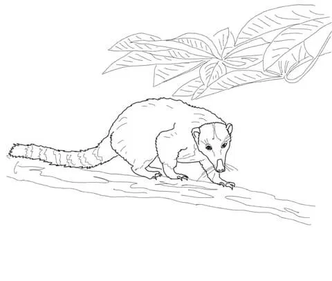 Dibujo de Coatí Andino para colorear | Dibujos para colorear ... Dibujo de Coatí Andino para colorear | Dibujos para colorear ...