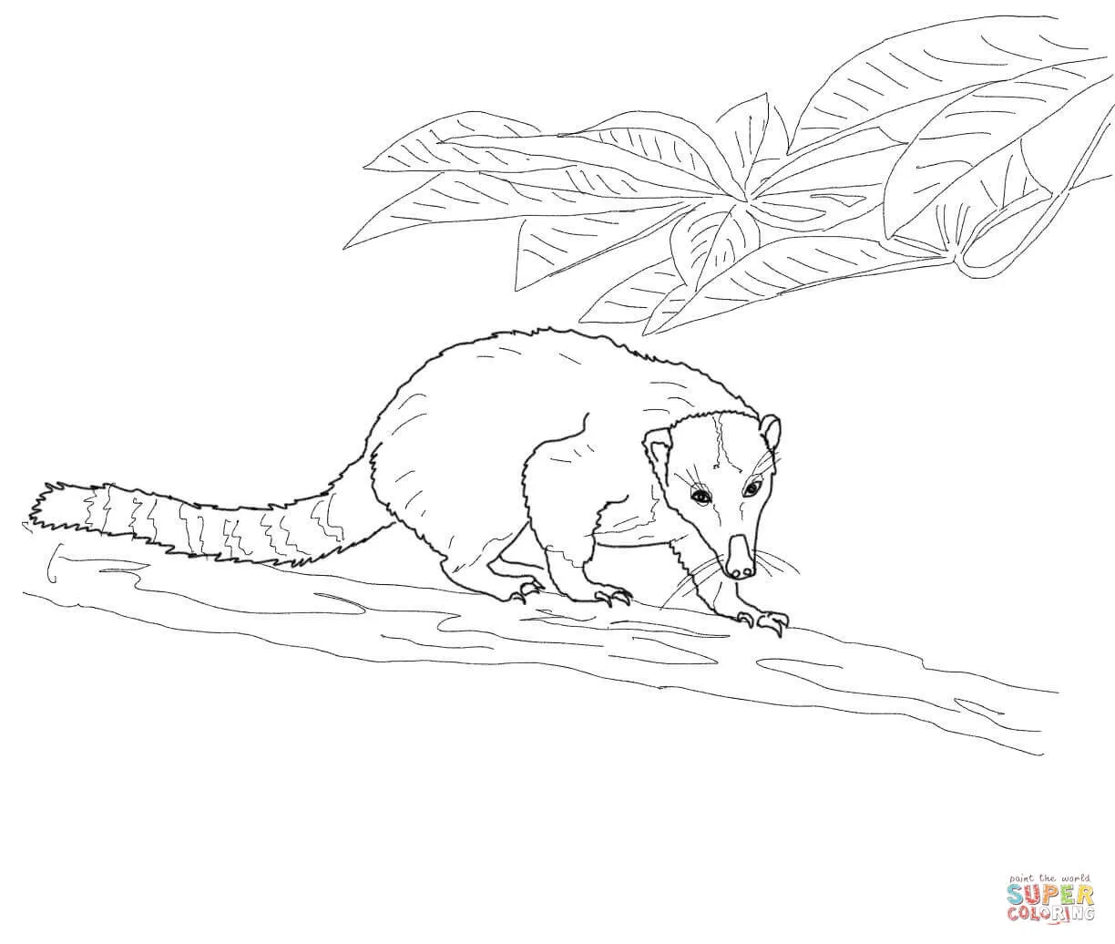 Dibujo de Coatí Andino para colorear | Dibujos para colorear imprimir gratis Dibujo de Coatí Andino para colorear | Dibujos para colorear imprimir gratis