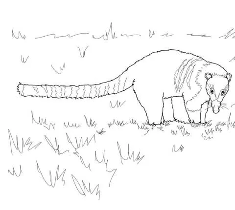 Dibujo de Coatí de Nariz Blanca para colorear | Dibujos para ... Dibujo de Coatí de Nariz Blanca para colorear | Dibujos para ...