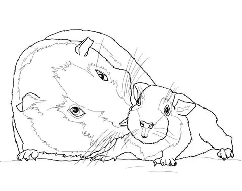 Dibujo de Cobaya con su bebé para colorear | Dibujos para colorear ...