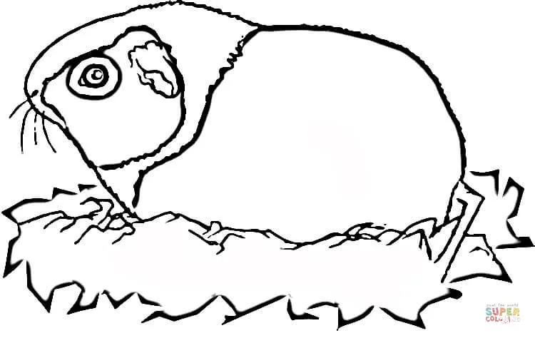 Dibujo de Dibujo de una Cobaya para colorear | Dibujos para ... Dibujo de Dibujo de una Cobaya para colorear | Dibujos para ...