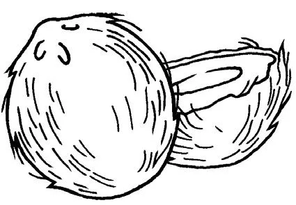 Dibujo de coco para colorear - Imagui