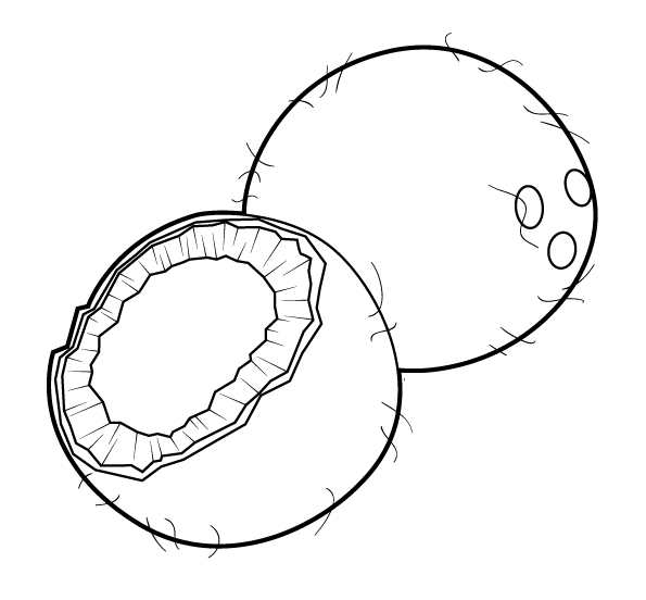 Dibujo de coco para colorear - Imagui