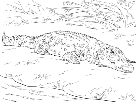 Dibujo de Cocodrilo de Estuario Realista para colorear | Dibujos ... Dibujo de Cocodrilo de Estuario Realista para colorear | Dibujos ...