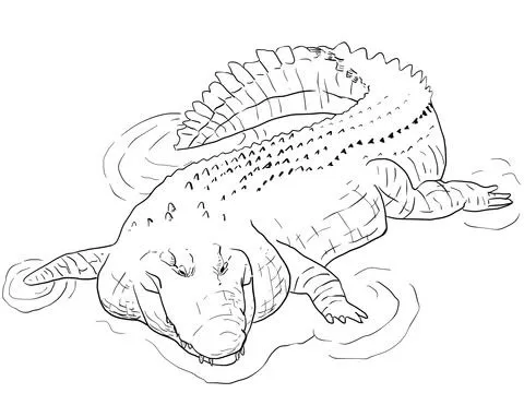 Dibujo de Cocodrilo Marino del Indo-Pacífico para colorear ... Dibujo de Cocodrilo Marino del Indo-Pacífico para colorear ...