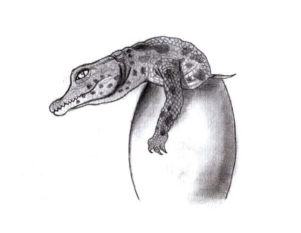 Dibujo cocodrilo saliendo de un huevo - Imagui