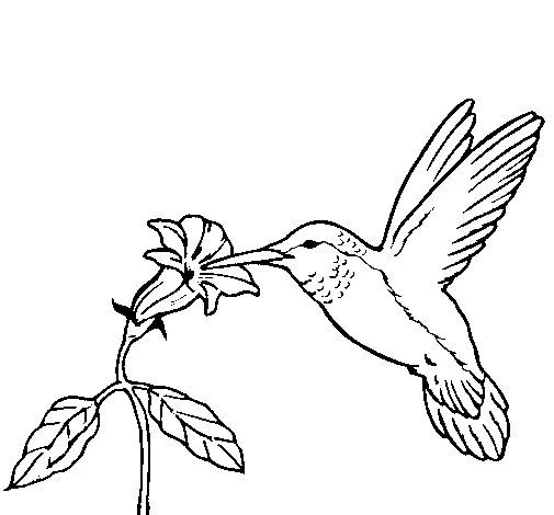 Dibujo de Colibrí y una flor para Colorear - Dibujos.net