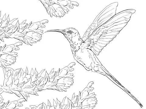 Dibujo de Colibrí Golondrina para colorear | Dibujos para colorear ...