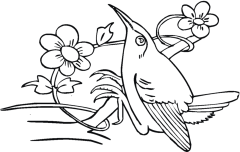 Dibujo de Al Colibrí le gusta el néctar de las flores para ... Dibujo de Al Colibrí le gusta el néctar de las flores para ...