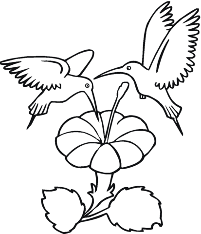 Dibujo de Dos Colibrís comiendo néctar de flores para colorear ... Dibujo de Dos Colibrís comiendo néctar de flores para colorear ...