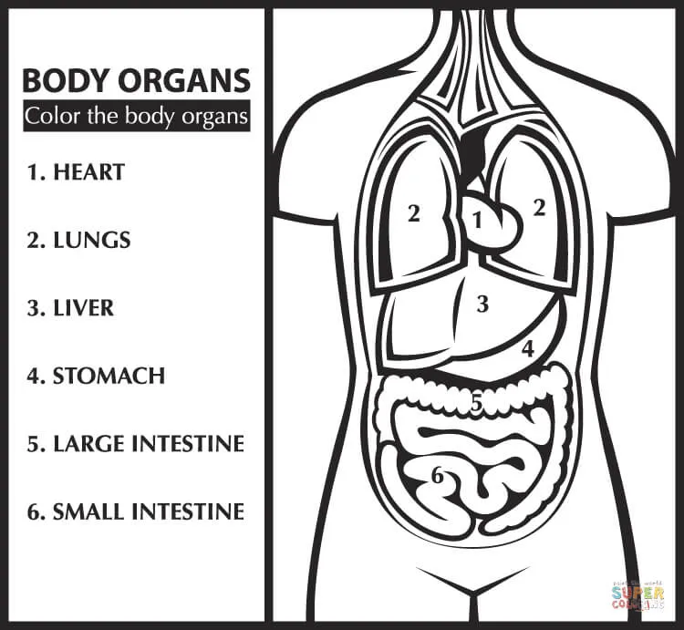 Dibujo de Colorea los Órganos del Cuerpo para Aprender Inglés para ... Dibujo de Colorea los Órganos del Cuerpo para Aprender Inglés para ...