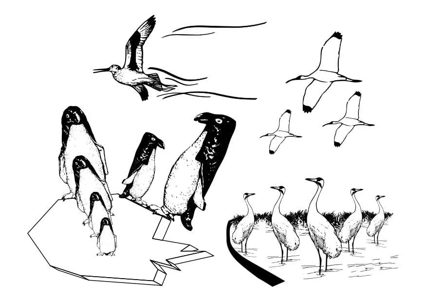 Dibujo para colorear aves marinas - Dibujos Para Imprimir Gratis - Img 27326 Dibujo para colorear aves marinas - Dibujos Para Imprimir Gratis - Img 27326