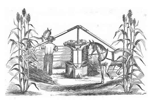 Dibujos para colorear caña de azucar - Imagui