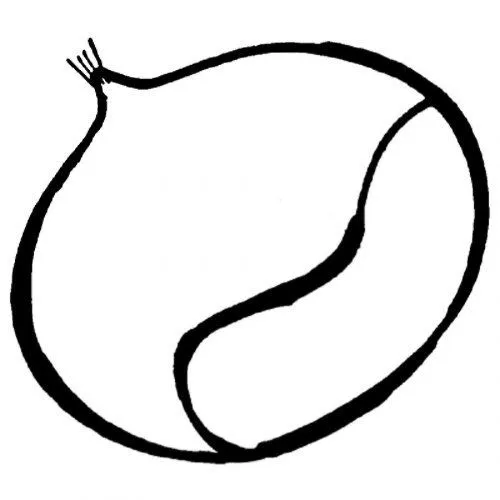 Dibujo para colorear de castaña - Dibujos para colorear de comidas ... Dibujo para colorear de castaña - Dibujos para colorear de comidas ...