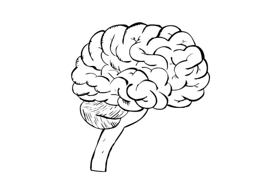Dibujo para colorear Cerebro - Img 9487