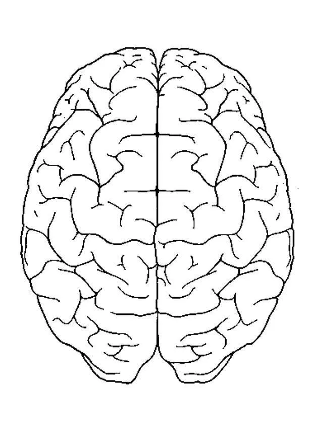 Dibujo para colorear Cerebro visto desde arriba - Img 4300 Dibujo para colorear Cerebro visto desde arriba - Img 4300