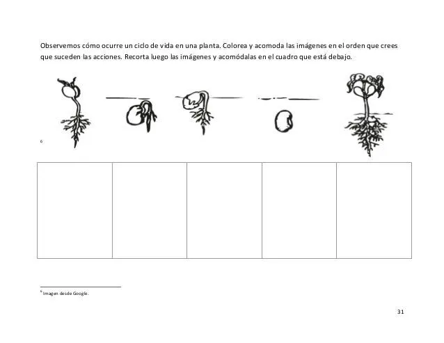Dibujo para colorear del ciclo de vida de una planta - Imagui Dibujo para colorear del ciclo de vida de una planta - Imagui