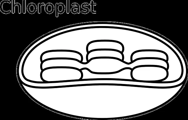 Dibujo para colorear Cloroplasto | Imagenes Sin Copyright Dibujo para colorear Cloroplasto | Imagenes Sin Copyright