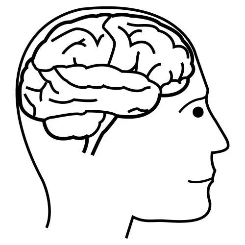 Dibujos de cerebro sin colorear - Imagui
