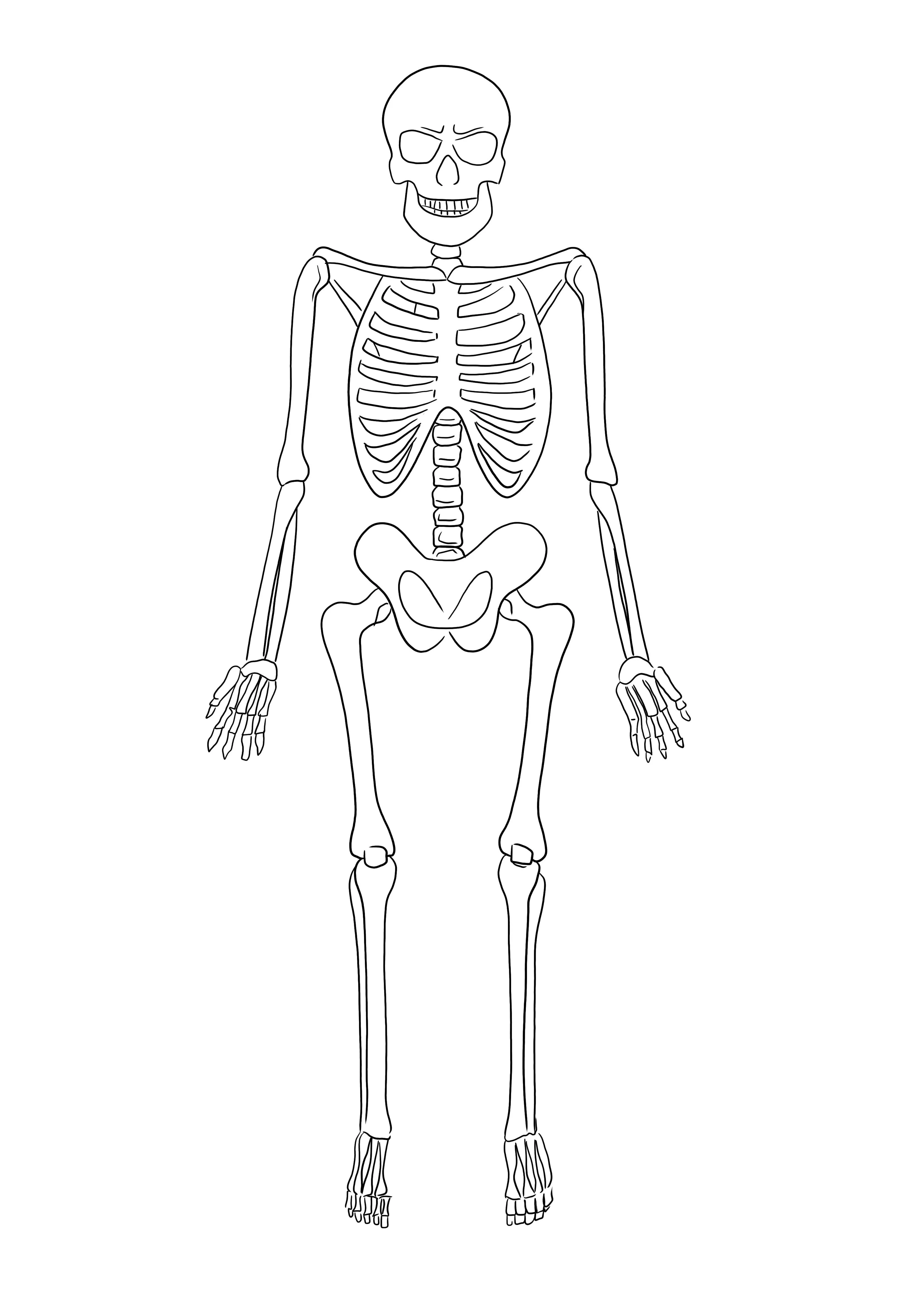 Dibujo para colorear fácil y gratis de Esqueleto para imprimir y aprender  para niños