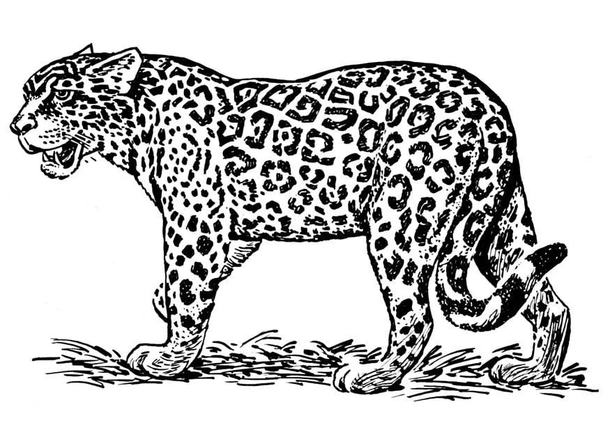 Dibujo para colorear jaguar - Img 16636
